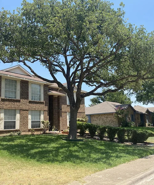 Tree Trimming & Pruning in Mansfield 